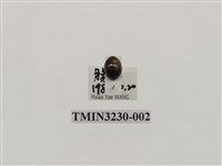 藏品(隱斑瓢蟲)的圖片